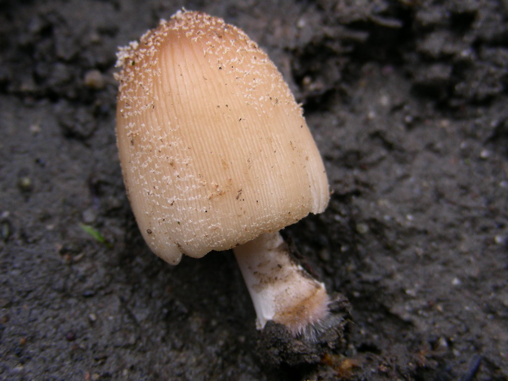 Coprinus ...